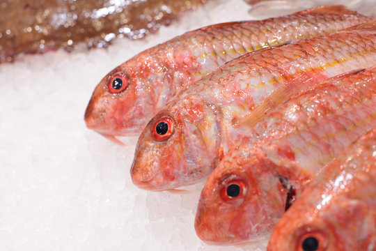 Rougets frais poissons