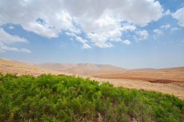 Green Oasis
