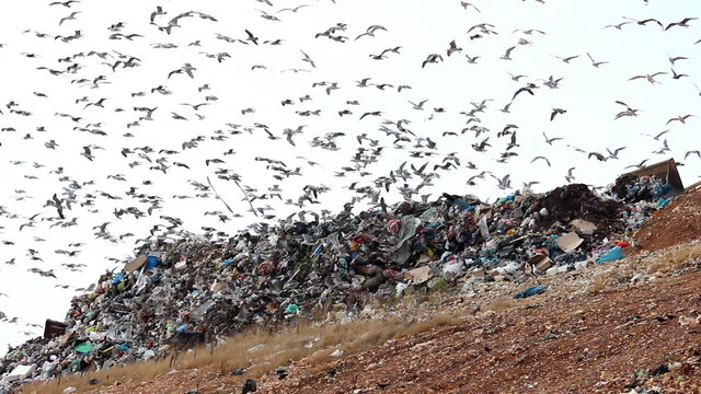 Seagulls, sky and garbage