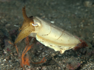 Stumpy-Spined Cuttlefish © dynamofoto