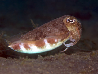 Common Cuttlefish