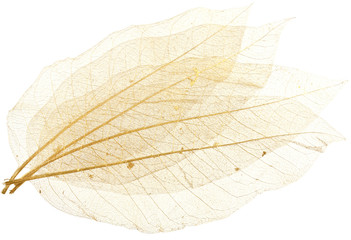 nervures de feuilles translucides