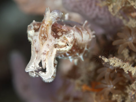 Stumpy-Spined Cuttlefish