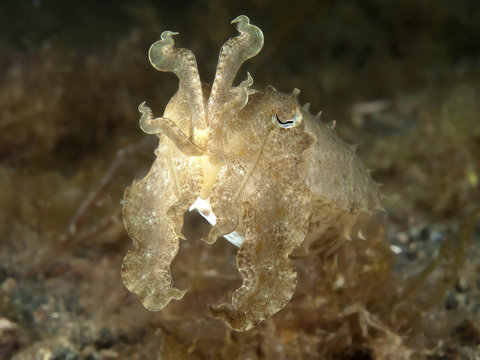 Common Cuttlefish