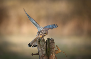 Female Kestrel.