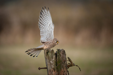 Fototapeta premium Female Kestrel