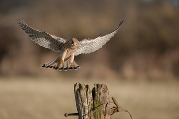 Kestrel in flight.