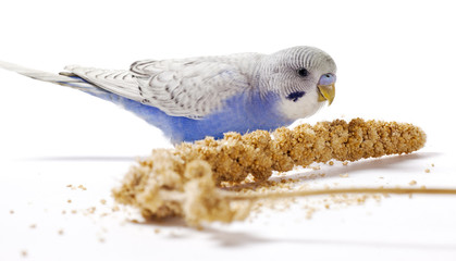 Obraz premium Parakeet