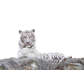 WHITE TIGER