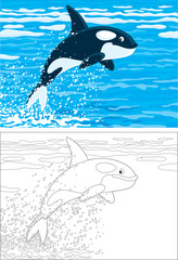 Fototapeta premium orca leaping out of the water in a polar sea