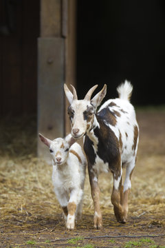 Goat mother with baby