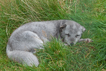 Fototapeta premium Arctic Fox