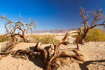 Mesquite Flat Sand Dunes