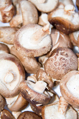 fresh mushroom champignon