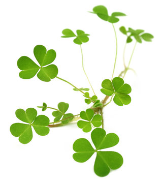 Decorative clover plant over white background