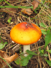 Fly agaric (Amanita muscaria) mushroom in the autumn forest