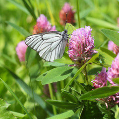 Cabbage butterfly on the clover flower