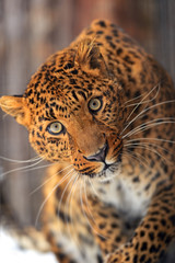Leopard