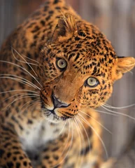 Rolgordijnen Leopard © kyslynskyy