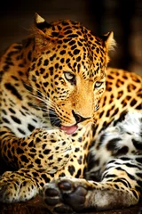 Gordijnen Leopard © kyslynskyy