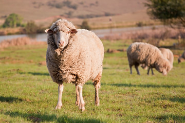 Fototapeta premium One sheep staring while the flock is feeding