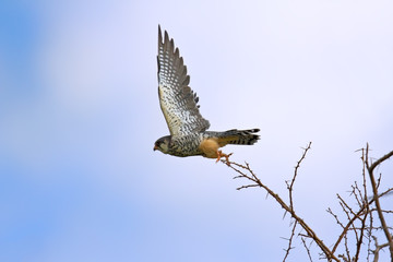 Kestrel taking off from a branch
