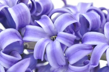 Zelfklevend Fotobehang paarse hyacint © coco