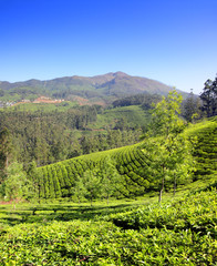 Fototapeta na wymiar plantacji herbaty górskie w Indiach