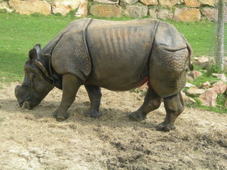 Rhinocéros d'Asie