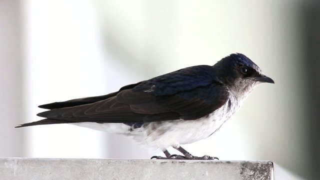 Swallow  ( Golondrina )_9363
