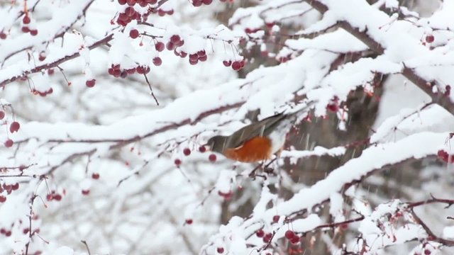 American Robin bird eating berries in the snow