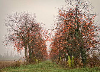 Persimmons alley in an autumnal field