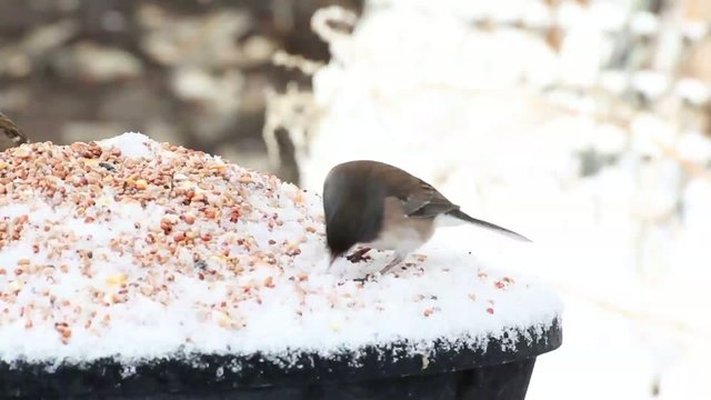Dark-eyed Junco bird eating seed in snow