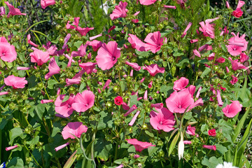 Trichtermalven - Malope trifida