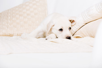 Tired white puppy lying on the white leather sofa with pillows - 48415464