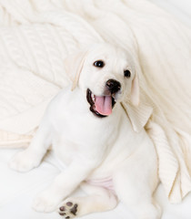 Close up of happy Labrador puppy