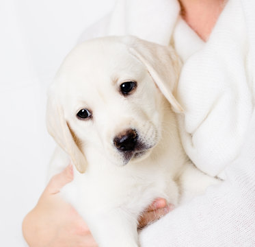 White puppy sitting on the hands of woman