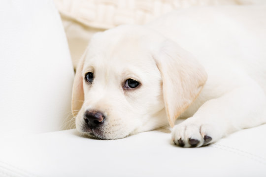 Close up of purebred puppy lying on the white leather sofa