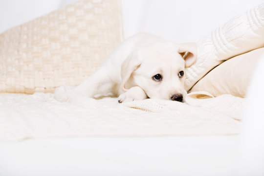 Tired white puppy lying on the white leather sofa with pillows