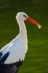 Weißstorch (Ciconia ciconia)