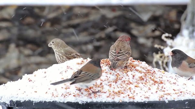 Variety of little birds eating seed in snow