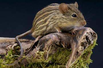 Zebra mouse