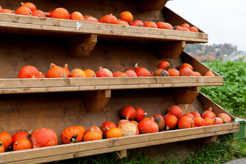 Frische orangene kürbisse, auf einem Feld im Freien