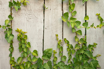 Close up wooden fence covered in ivy
