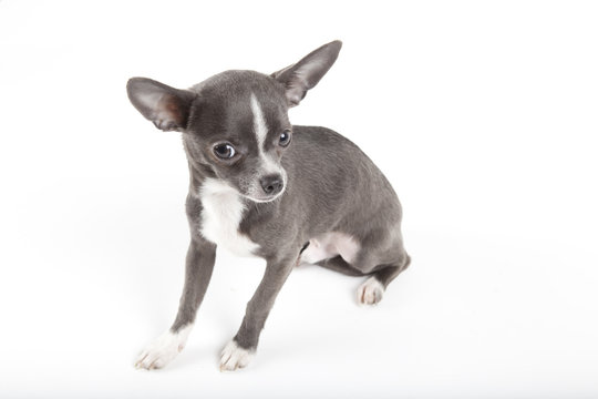chihuahua bleu