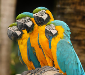 Macaws
