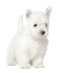 West Highland White Terrier puppy