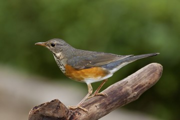 Grey-backed Thrush ,Turdus hortulorum