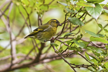 Eurasian Siskin,Carduelis spinus