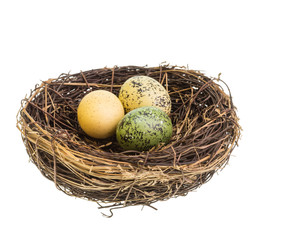 Obraz premium Bird nest with eggs isolated on white
